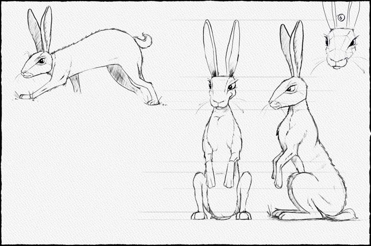 Hare orthographic sketches